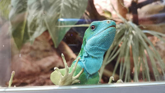 奇异的蓝绿色蜥蜴.照片
