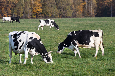 放牧 牧场 农业 领域 农场 兽群 牛奶 乳制品 奶牛 牛肉