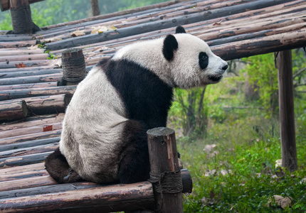 脂肪 毛皮 亚洲 熊猫 食草动物 森林 竹子 公园 野兽