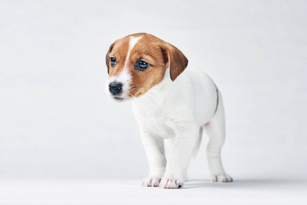 美丽的 幼犬 有趣的 杰克 可爱的 犬科动物 繁殖 血统