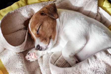 悲伤 犬科动物 纯种 动物 休息 血统 宠物 面对 哺乳动物