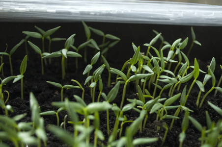 蔬菜 农学 自然 季节 子叶 新的 发芽 照顾 植物学 食物