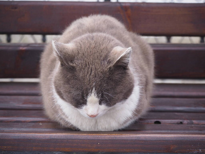 眼睛 基蒂 哺乳动物 有趣的 猫科动物 毛皮 毛茸茸的 犬科动物