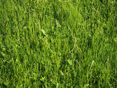 颜色 生长 草地 夏天 环境 植物 自然 草坪 领域 特写镜头