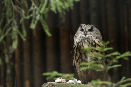 羽毛 森林 动物 鼠标 喂养 特写镜头 野生动物 猎人 猫头鹰