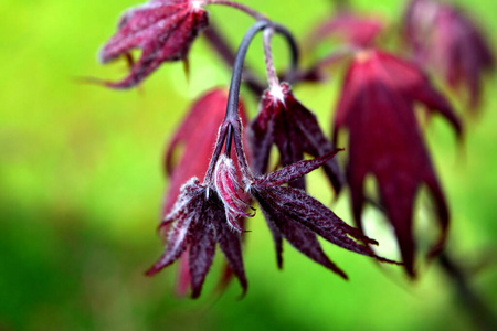 植物区系 公园 秋天 植物 植物学 森林 灌木 日本 花园