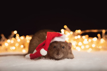毛皮 可爱极了 哺乳动物 圣诞节 毛茸茸的 老鼠 假日 啮齿动物