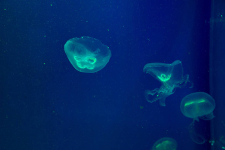 自然 果冻 动物 水母 海的 水族馆 水下 美女 海洋