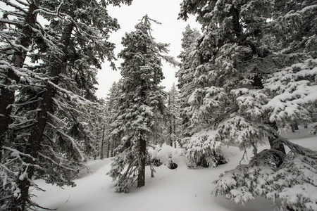 天气 徒步旅行 步行 风景 游客 寒冷的 场景 滑雪 运动