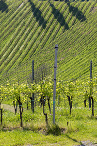 酒庄 风景 欧洲 自然 旅游业 葡萄园 农业 葡萄酒 葡萄栽培