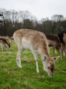 季节 美丽的 哺乳动物 冬天 领域 野生动物 风景 鹿科