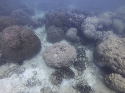 在下面 通气管 软的 暗礁 潜水员 水族馆 生活 水肺 珊瑚