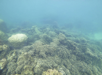 海的 生活 野生动物 海底 海洋 生态系统 软的 通气管