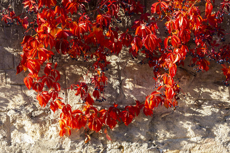 秋天 十一月 阳光 植物区系 季节 颜色 特写镜头 纹理