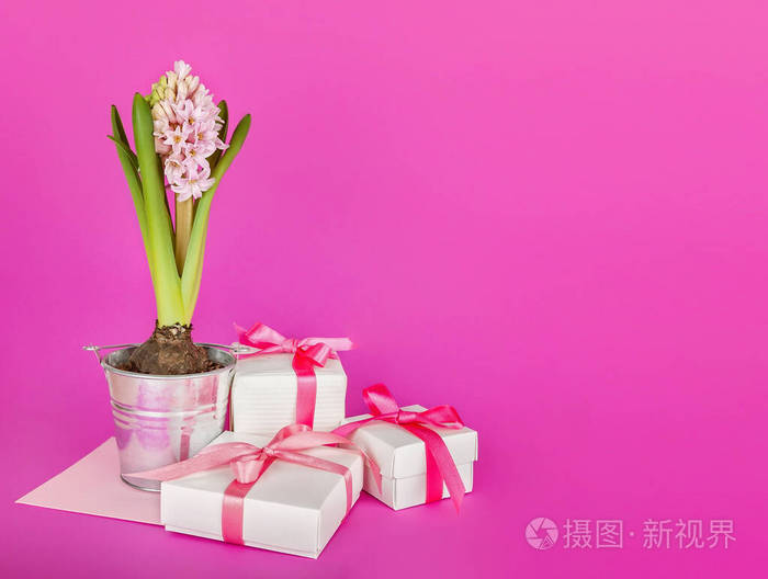 水桶 礼物 春天 丝带 风信子 作文 生日 粉红色 复制空间
