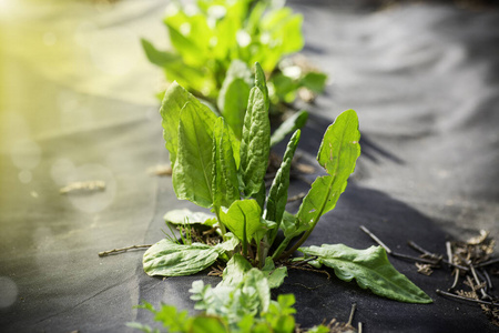 代替 蔬菜 作物 香料 太阳 发芽 生长 植物 夏天 特写镜头