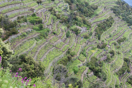 葡萄酒 国家 藤蔓 葡萄栽培 葡萄园 植物 生长 乡村 欧洲