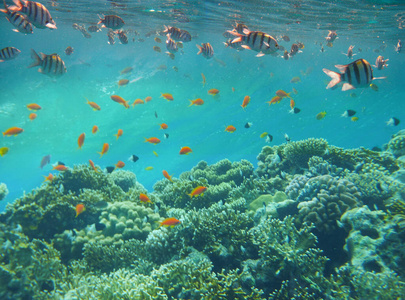 大溪地 夏威夷 自然 假期 马尔代夫 暗礁 生活 海洋 海的