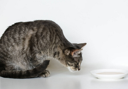 毛皮 供给 小猫 猫科动物 肖像 捕食者 哺乳动物 美丽的