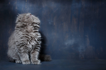 漂亮的 斑猫 可爱的 繁殖 羊毛 美丽的 基蒂 自然 血统