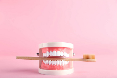 玩具 特写镜头 技术 牙齿 塑料 医生 牙医 牙科 健康