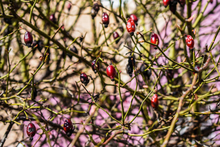 浆果 特写镜头 秋天 颜色 灌木 花园 盛开 玫瑰果 自然