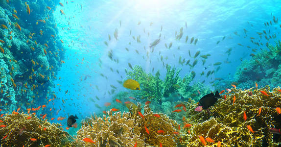水族馆 天堂 潜水员 以色列 暗礁 斐济 地点 动物 野生动物