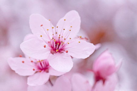 特写镜头 粉红色 春天 樱桃 盛开 植物区系 美丽的 季节