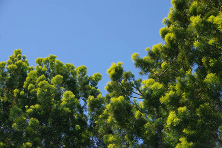 自然 天空 复制空间 分支 树叶 颜色 春天 风景 植物