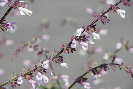 开花 花瓣 自然 日本 天空 樱花 春天 花园 花的 季节