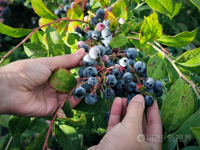 灌木 生产 采摘 蓝莓 活动 工作 浆果 手套 早晨 人类