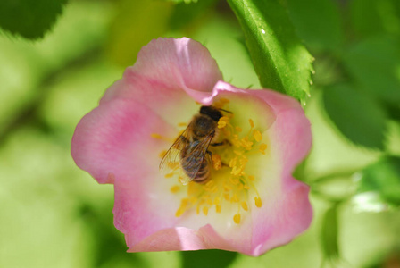 苹果 蜜蜂 开花