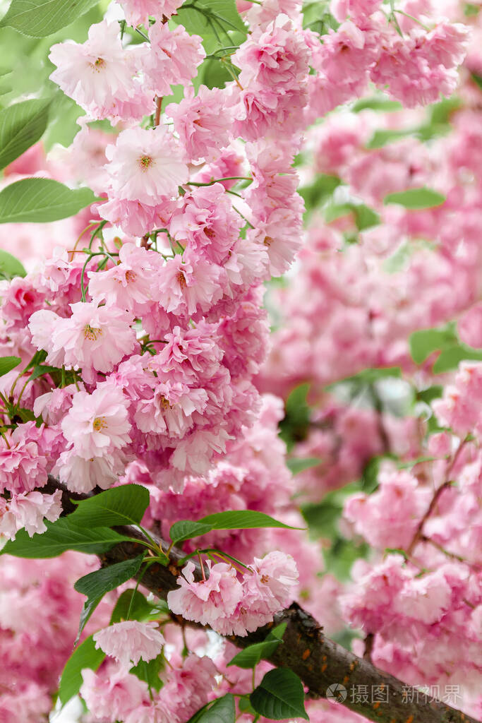 背景来自阳光下盛开在树上的粉红色樱花特写选择性聚焦模糊复制空间
