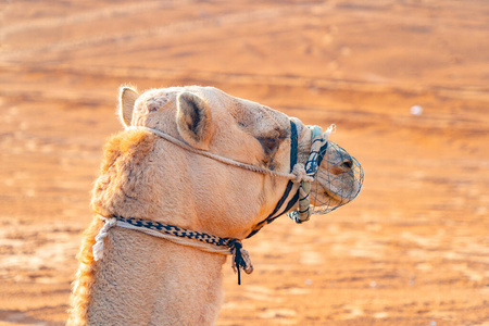 自然 亚洲 酋长 驼峰 哺乳动物 骆驼 旅行 唱诗班 阿拉伯语