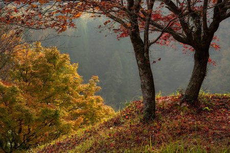 风景 日本人 旅游业 九州 日本 树叶 自然 美丽的 枫树