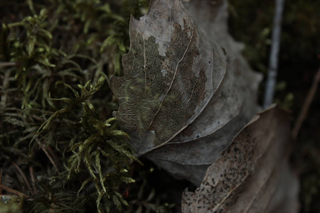 春天 纹理 树叶 自然 特写镜头 森林 植物 苔藓 环境