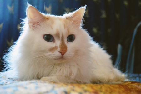 猫科动物 可爱的 眼睛 美丽的 繁殖 布娃娃 动物 面对