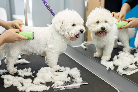 美容师用电动理发器修剪一条小狗比丘弗里斯。在狗理发店剪头发一只狗比丘薯条。动物理发师。