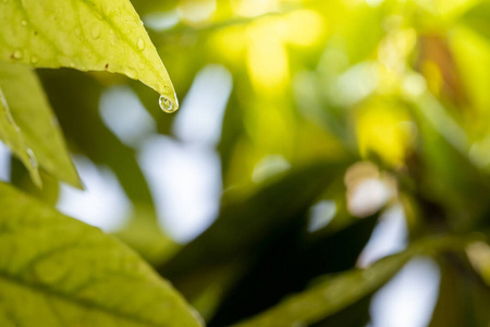 颜色 生态学 季节 美丽的 花园 植物区系 自然 生长 植物