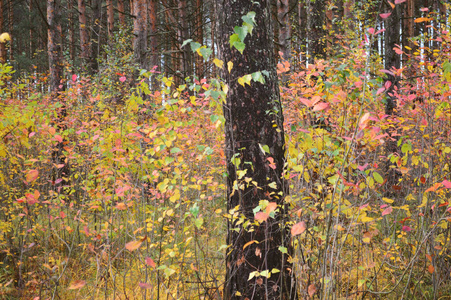 木材 树叶 植物 落下 秋天 公园 自然 森林 颜色 季节
