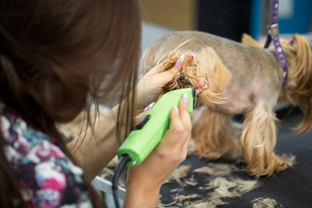 兽医在兽医诊所用理发器修剪约克郡梗。在美容院，女美容师在桌子上为狗理发。