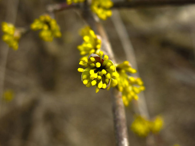 盛开 春天 植物 植物区系 灌木 生长 花园 季节 花瓣