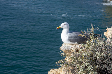 海湾 岩石 阿尔加维 海鸟 海景 悬崖 海鸥 海岸 地中海