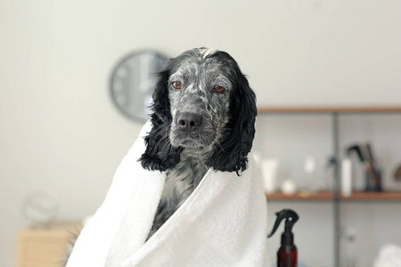 洗涤 美女 毛茸茸的 宠物 擦拭 有趣的 洗澡 发型 沙龙