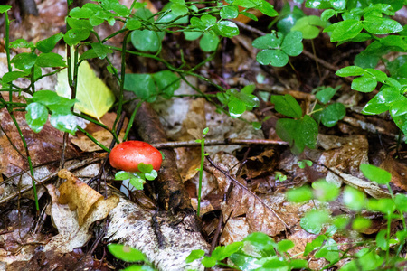 帽子 夏季 苔藓 森林 红菇 特写镜头 食物 季节 蘑菇