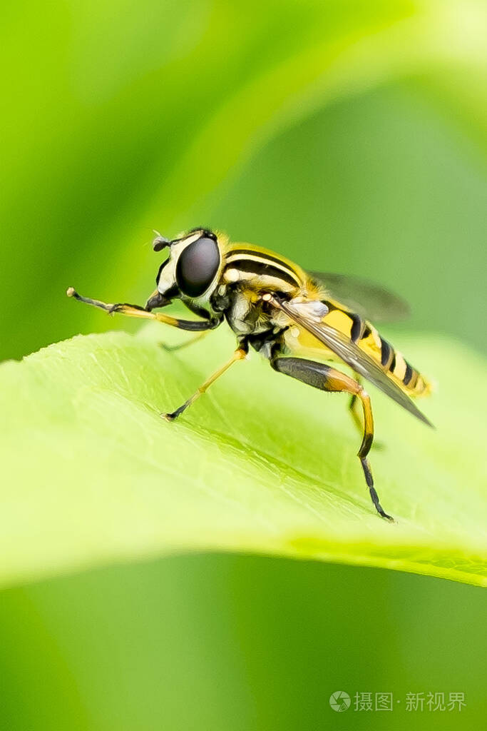关闭宏蜜蜂在新鲜的绿色背景下被隔离在叶子上教育与自然观