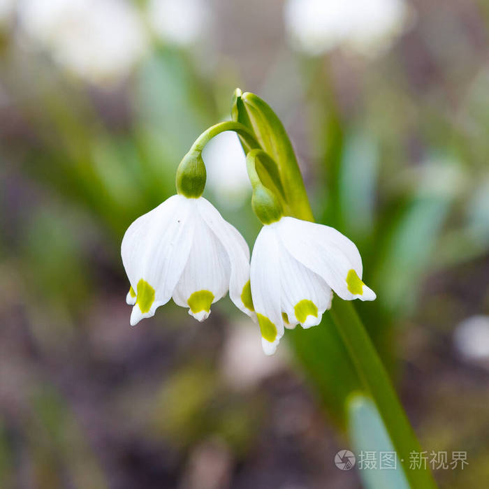 花的 森林 月日 雨滴 报春花 花园 盛开 植物区系 植物学