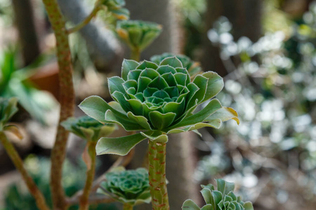 夏天 植物学 沙漠 花园 植物 园艺 植物区系 玫瑰花结