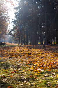 十月 季节 公园 墙纸 落下 秋天 阳光 风景 植物 特写镜头