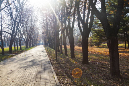 森林 季节 美女 分支 美丽的 秋天 走道 树叶 纹理 风景